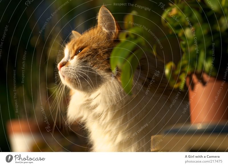 Schnippsi Tier Haustier Katze Fell 1 Erholung genießen Blick warten Freundlichkeit schön weiß Gelassenheit Pflanze Orange Sonnenbad Schnurren Schnurrhaar