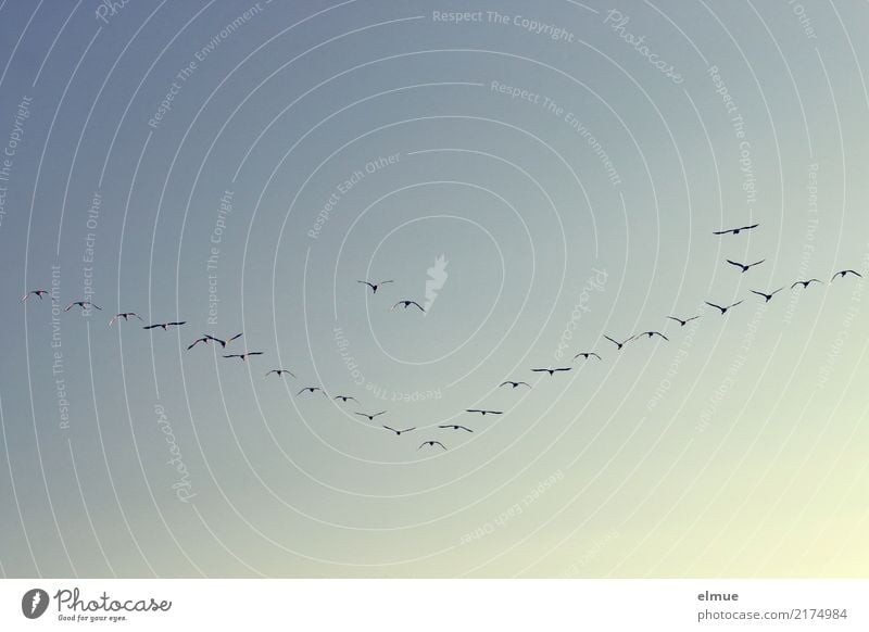 Vogel- V (1) Wolkenloser Himmel Wildtier Schwan Flügel Singschwan Schwarm fliegen Kommunizieren frei Kraft Zusammensein Sehnsucht Fernweh anstrengen Bewegung