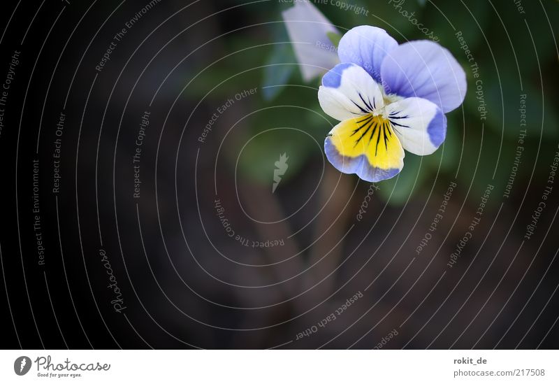 Wer findet sie... Natur Pflanze frisch blau gelb weiß Vergißmeinnicht Blüte Vignettierung Blume Makroaufnahme Nahaufnahme mehrfarbig einzeln Gedeckte Farben