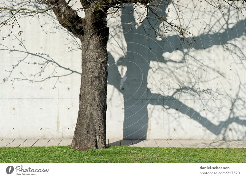 Herbstbaum Baum Mauer Wand grau weiß Beton Betonwand Licht Schatten Silhouette Baumstamm Rasen Sonne Schönes Wetter Zweige u. Äste Menschenleer