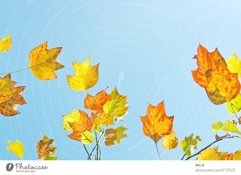 Frisch in den Herbst...(VIII) Natur Pflanze Luft Wolkenloser Himmel Wetter Blatt trocken blau gelb gold Farbe Vergänglichkeit Wachstum Herbstlaub herbstlich