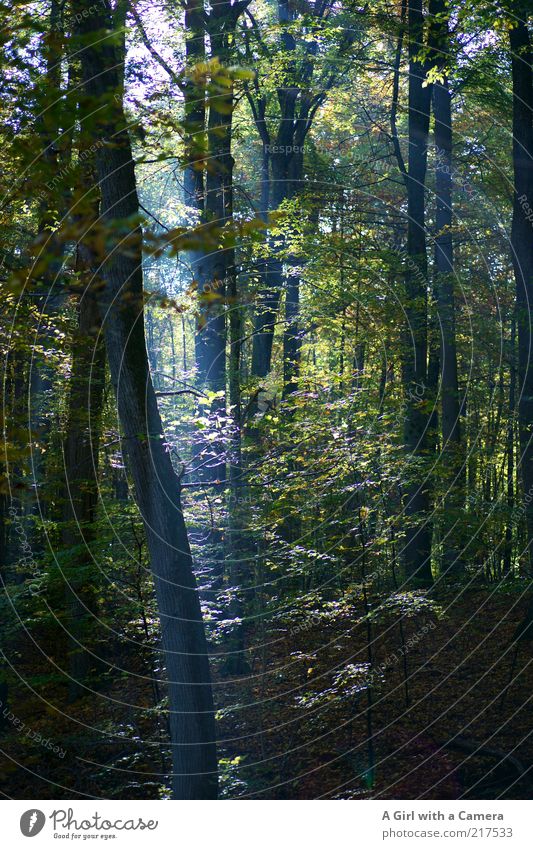 the very last resort Umwelt Natur Landschaft Pflanze Sonnenlicht Herbst Baum Wald leuchten natürlich blau grün beruhigend Lichtspiel Zweige u. Äste Blatt