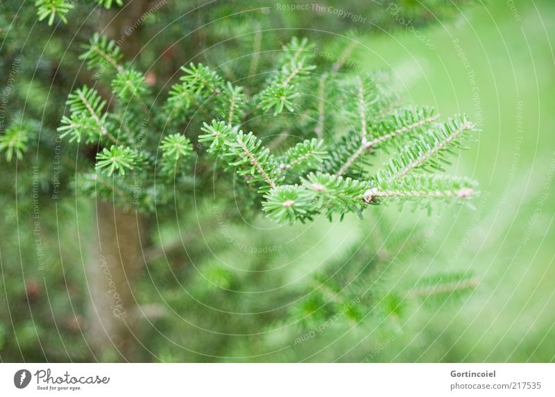 Immer grün Umwelt Natur Winter Pflanze Baum Tanne Tannenzweig Tannennadel Nadelbaum Farbfoto Gedeckte Farben Außenaufnahme Strukturen & Formen