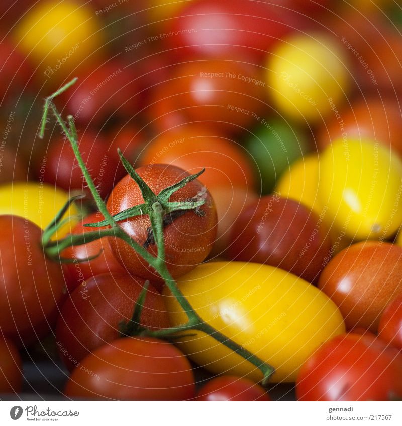 Bio Tomaten Lebensmittel Gemüse Stengel Ernährung Bioprodukte Vegetarische Ernährung Gesundheit einzigartig lecker natürlich saftig rot frisch Haufen vielfach