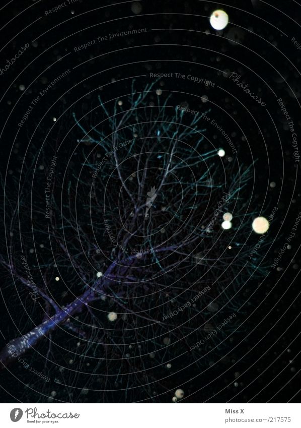 Ein Winterbild Umwelt Natur Wetter schlechtes Wetter Unwetter Schnee Schneefall Baum kalt Ast Farbfoto Außenaufnahme Menschenleer Hintergrund neutral Nacht