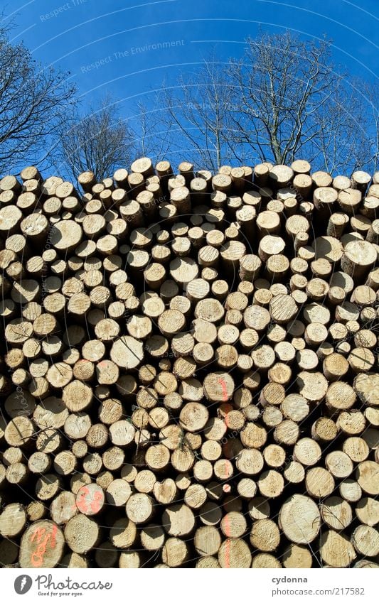 Den Wald vor lauter Bäumen nicht sehen Umwelt Natur Wolkenloser Himmel Baum ästhetisch Ende Idee Leben ruhig Traurigkeit Vergänglichkeit Wandel & Veränderung