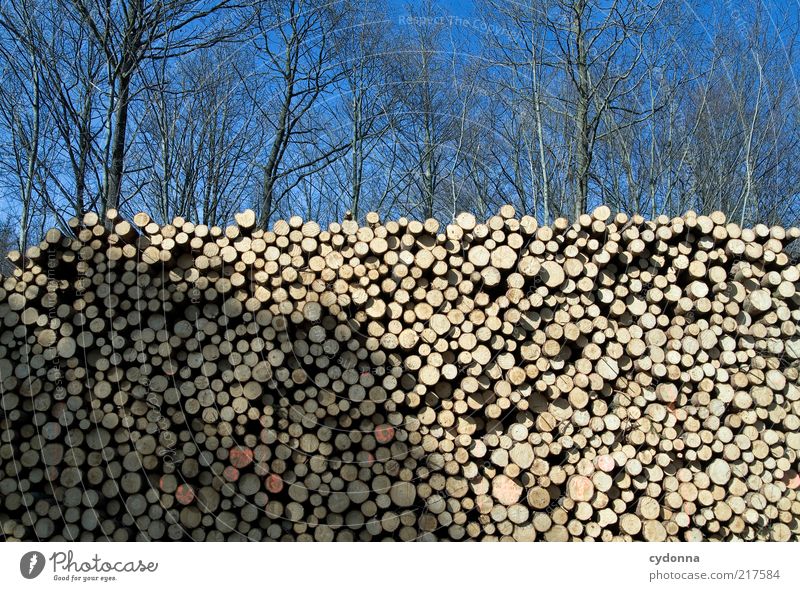 Bäume vor lauter Wald sehen Umwelt Natur Wolkenloser Himmel Baum ästhetisch Ende Idee nachhaltig ruhig Vergänglichkeit Wandel & Veränderung Wert Baumstamm