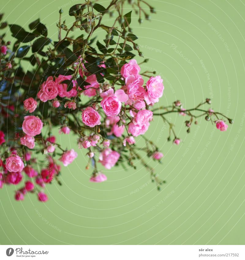 cHübsche Röschen Pflanze Blume Rose Blatt Blüte Rosenstrauch Rosenblätter Blumenstrauß Duft Wachstum schön Kitsch grün rosa Gefühle Sympathie Farbe