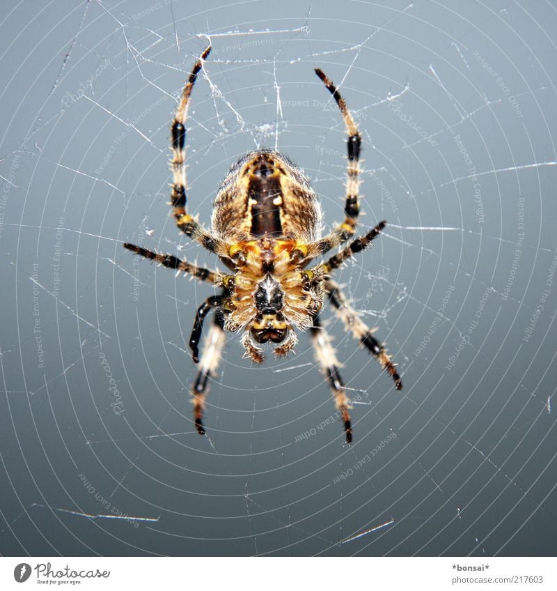 pfui... Tier Spinne 1 Netz bauen beobachten fangen festhalten hängen Jagd krabbeln warten bedrohlich Ekel listig natürlich braun grau Wachsamkeit ruhig Ausdauer