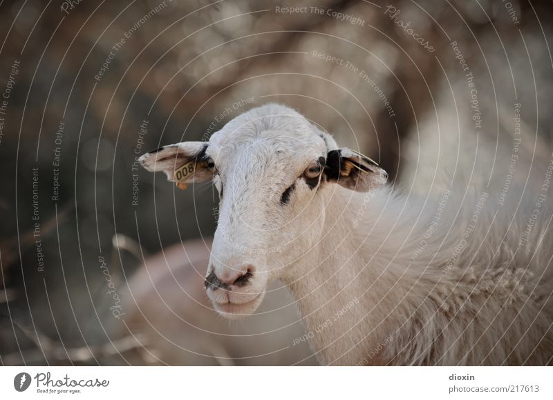 Man muss nur wollen wollen! Tier Haustier Nutztier Tiergesicht Fell Schaf 1 Blick stehen Entschlossenheit Schafswolle Auge Ohr Schnauze Maul Farbfoto