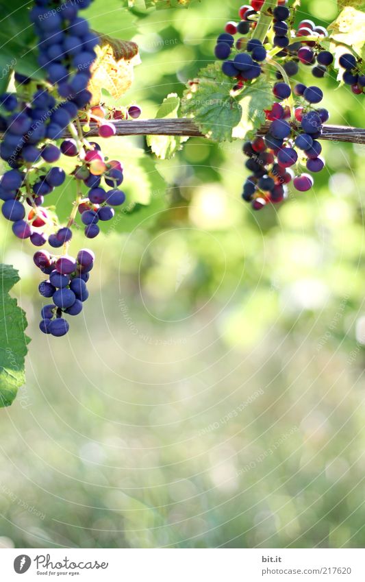 von der Sonne verwöhnt Lebensmittel Ernährung Natur Schönes Wetter Nutzpflanze Feld Leistung Tradition Wein Weintrauben Wachstum Landwirtschaft Agrarprodukt