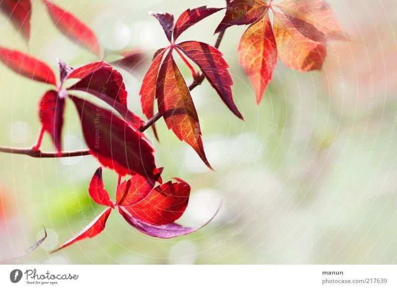 Roter Wein Umwelt Natur Herbst Pflanze Sträucher Blatt Weinblatt Weinranken Zweige u. Äste Herbstlaub Herbstfärbung herbstlich fantastisch hell schön natürlich