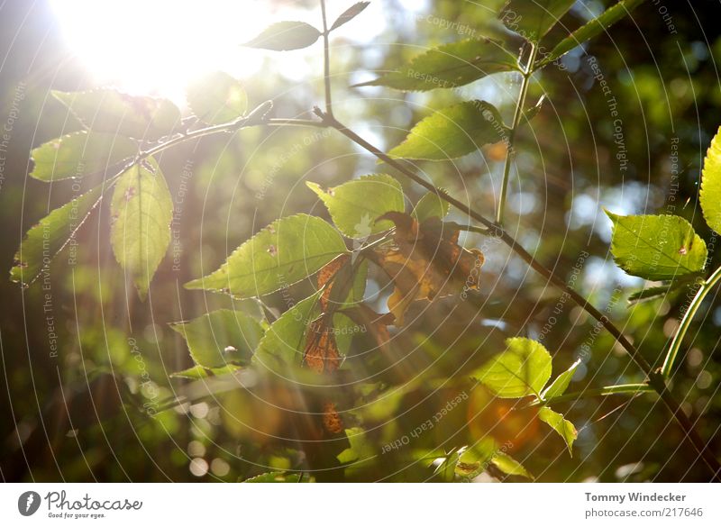 Lichtblick Natur Pflanze Sonne Sonnenlicht Herbst Schönes Wetter Baum Sträucher Blatt leuchten Wärme Umwelt Vergänglichkeit Wandel & Veränderung Jahreszeiten