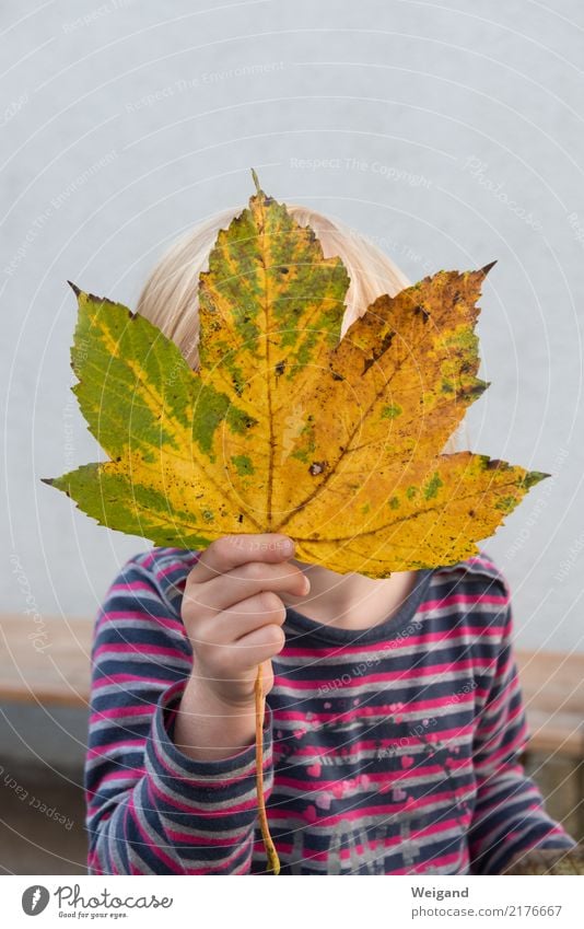 Herbstkind Leben harmonisch Kindererziehung Bildung Kindergarten Mensch Kleinkind Mädchen Familie & Verwandtschaft 1 3-8 Jahre Kindheit Blatt frech frei