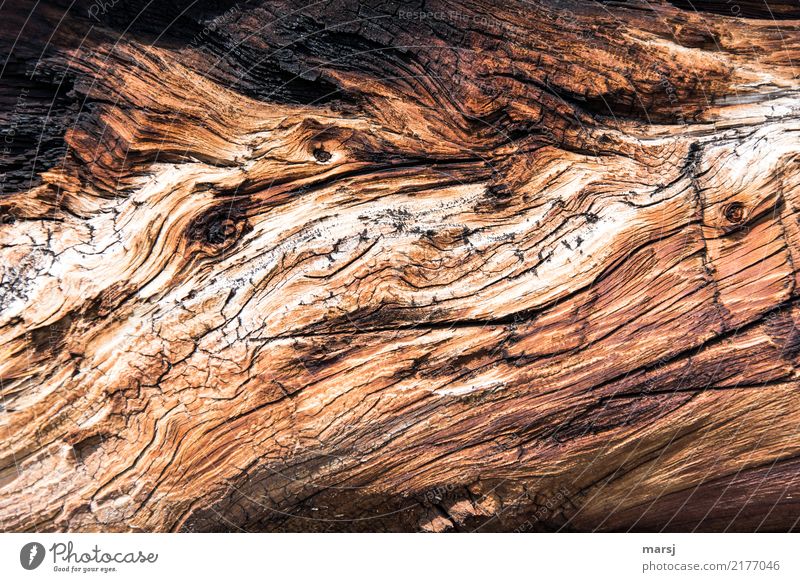 knorrig, alt und abgelebt | jenseits des mainstreams Holz Linie Riss authentisch außergewöhnlich fantastisch natürlich braun Maserung Patina verwittert Farbfoto