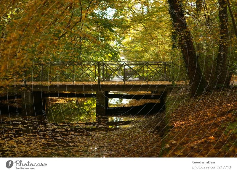 Laubdecke II Umwelt Natur Park Stimmung Brücke Bach Reflexion & Spiegelung Baum Ast Herbst Herbstlaub Farbfoto Außenaufnahme Morgendämmerung Kontrast