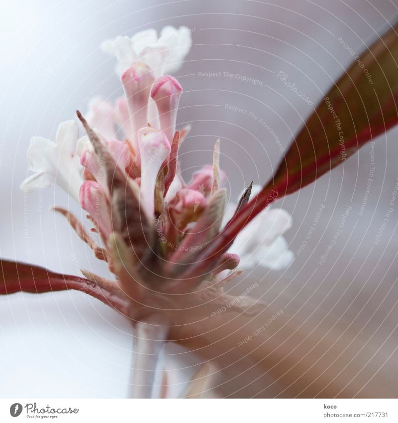 Verwirrtes Blümchen elegant schön Pflanze Frühling Blume Blatt Blüte Blühend Wachstum ästhetisch Duft frisch braun grau rosa Frühlingsgefühle Natur rein