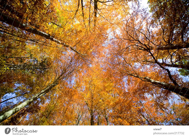 Oktober Umwelt Natur Pflanze Himmel Baum Blatt Wald ästhetisch authentisch einfach natürlich viele braun mehrfarbig gelb ruhig Herbst Blätterdach herbstlich