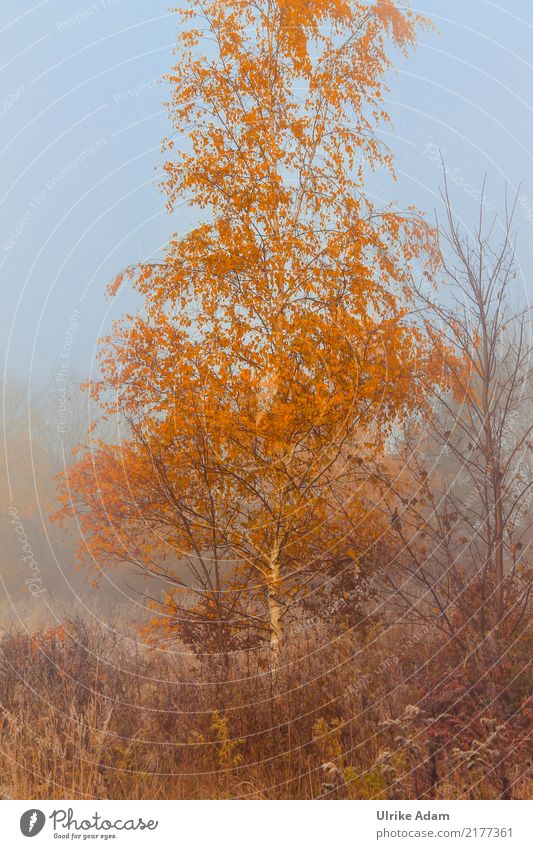 Birke im Herbstnebel Tapete Umwelt Natur Pflanze Nebel Baum Blatt Herbstlaub Feld Moor Sumpf blau braun orange mystisch Dunst Dämmerung Laubbaum Ulrike Adam