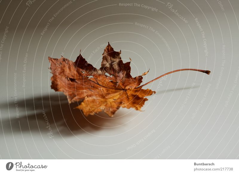 wingardium leviosa Natur Pflanze Herbst Blatt Herbstlaub Herbstfärbung herbstlich Ahornblatt alt ästhetisch natürlich trocken Farbfoto Gedeckte Farben