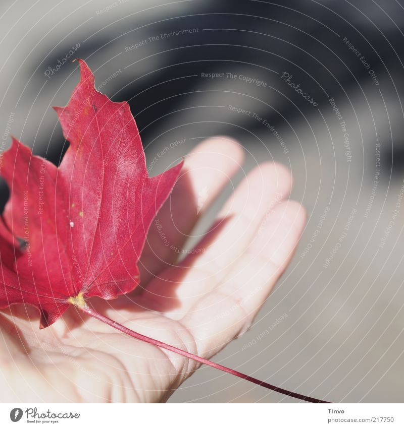 rotes Herbstblatt wird auf Hand gehalten Finger Natur Blatt tragen grau haltend fangen Ahornblatt Herbstlaub leicht berühren Haut Hautfalten Blattadern Sonne