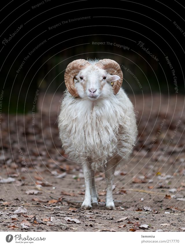 Einsames Schaf Tier Nutztier 1 Blick Heidschnucke Fell Horn Einsamkeit Wolle Farbfoto Gedeckte Farben Außenaufnahme Textfreiraum oben Tag Blick in die Kamera