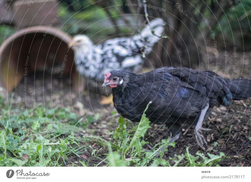 Caruso, Junghahn, ledig Lebensmittel Landwirtschaft Forstwirtschaft Natur Tier Nutztier Vogel Bewegung Fressen sportlich Umweltschutz Artenschutz
