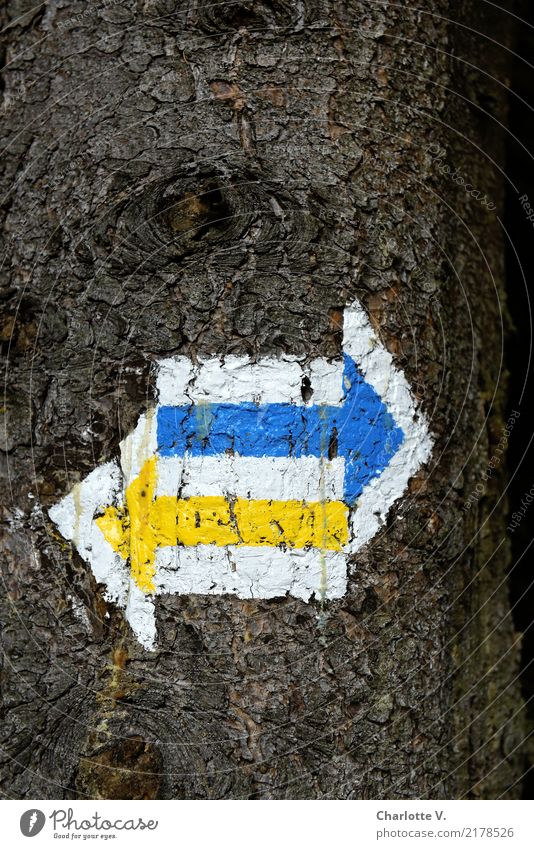 Links oder rechts? wandern Natur Baum Wege & Pfade Wegkreuzung Holz Zeichen Schilder & Markierungen Hinweisschild Warnschild Linie Pfeil blau braun gelb weiß