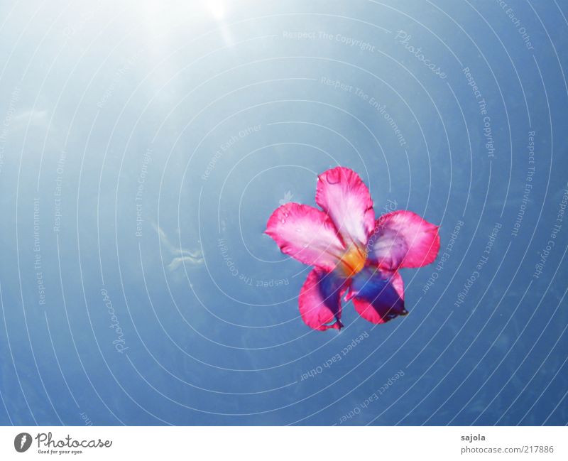 schwebende blüte Natur Pflanze Urelemente Wasser Himmel Sonne Sommer Blume Blüte blau rosa Schweben Farbfoto Außenaufnahme Unterwasseraufnahme Menschenleer