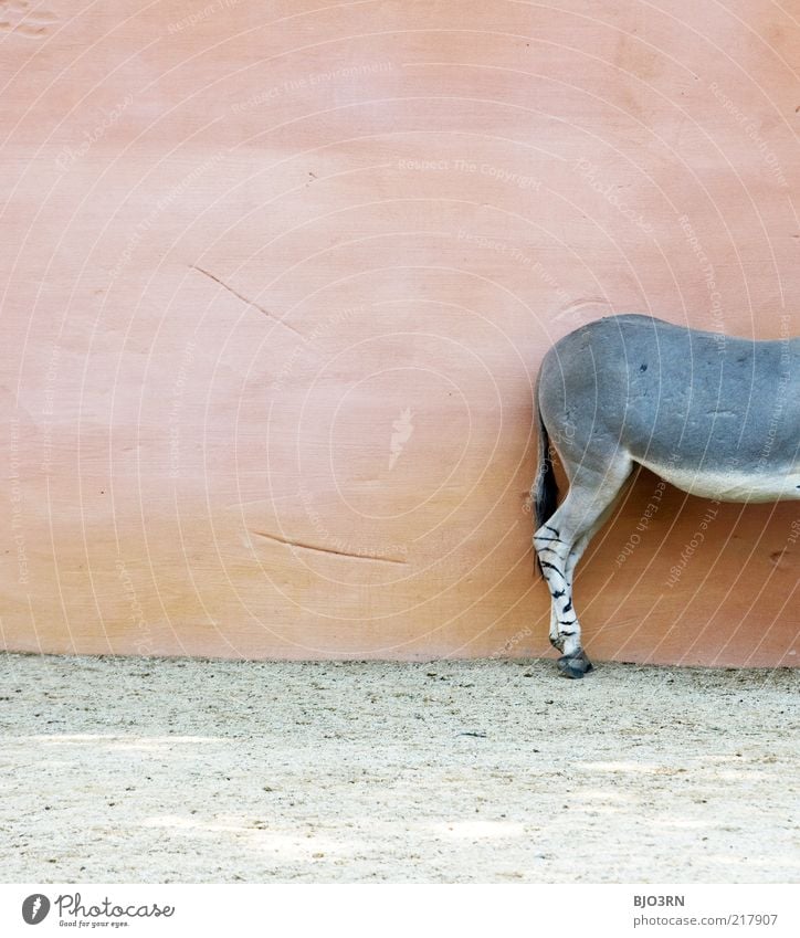 ignoranter Esel Tier Nutztier Säugetier Kies Wand grau Fell Huf Beine hinten Hinterteil Rücken Strukturen & Formen Schwanz weiß ignorieren trist