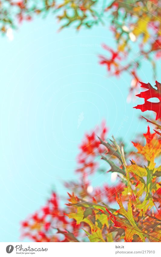 bunt gehts zu Natur Pflanze Himmel Wolkenloser Himmel Herbst Klima Wetter Blatt blau mehrfarbig gelb gold rot Herbstlaub herbstlich Ahorn Ahornblatt