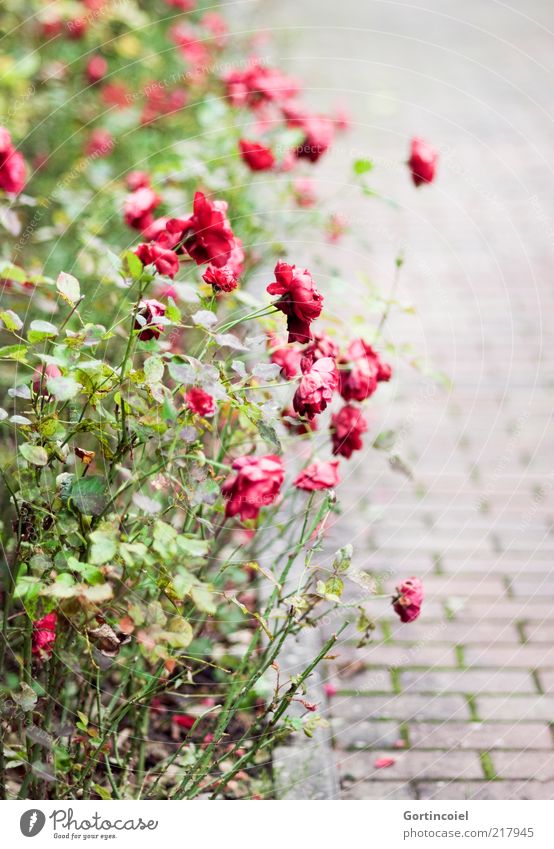 Verblüht Pflanze Herbst Blume Rose Blüte herbstlich Rosengarten Blumenbeet verblüht Rosenbeet Farbfoto Außenaufnahme Muster Strukturen & Formen