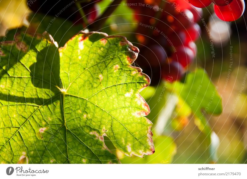 Neandertal im Weinblatt Pflanze Nutzpflanze grün rot Weintrauben Weinberg Weinbau Weingut Blatt Blattgrün Blattfaser Schattenspiel Außenaufnahme Menschenleer
