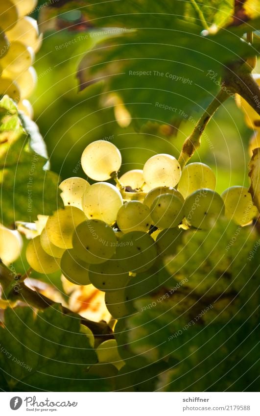 Weißburgunder am Stock I Sonnenlicht Pflanze Nutzpflanze gelb grün Wein Weinberg Weinbau Weintrauben Weinlese Weißwein Weinblatt Herbst herbstlich Außenaufnahme