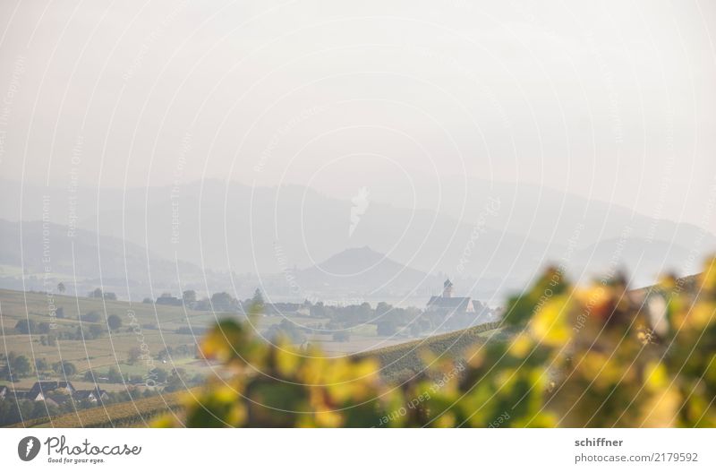 Genug des Weines Landschaft Herbst Schönes Wetter Hügel Berge u. Gebirge Dorf gelb grün Dunst Nebel Ferne Weinberg Weinblatt Kulturlandschaft Schwarzwald