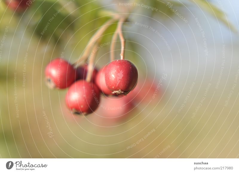 dingers .. Natur Pflanze Herbst Sträucher Wildpflanze rot Beeren Farbfoto Nahaufnahme Detailaufnahme Textfreiraum rechts Schwache Tiefenschärfe Menschenleer