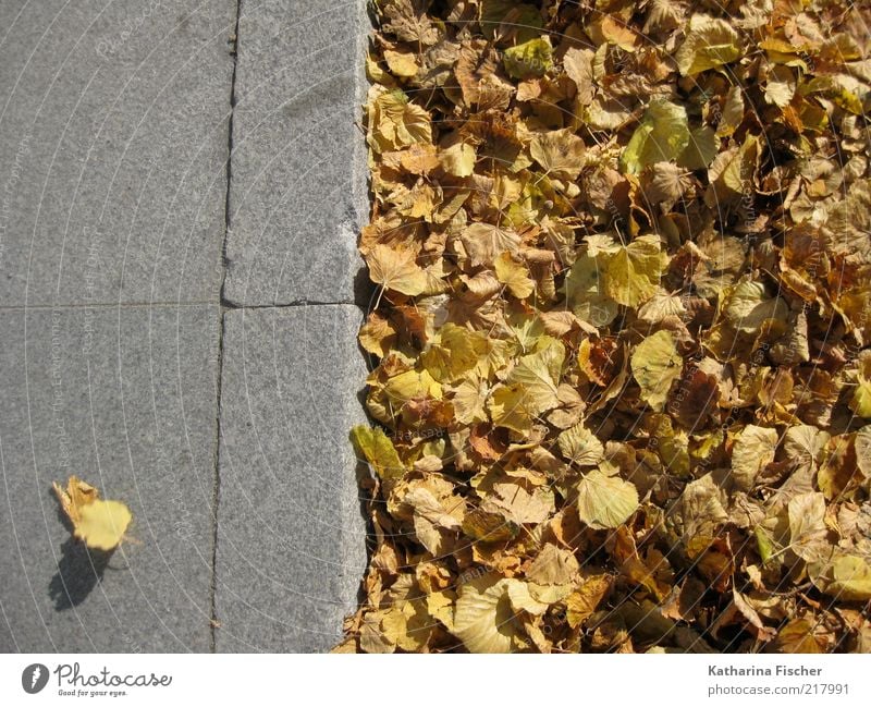 ...nicht angepasst ! Blatt Straße Wege & Pfade Stein Beton gelb grau Bürgersteig Ordnung braun Herbst Herbstfärbung Herbstlaub herbstlich Straßenverkehr