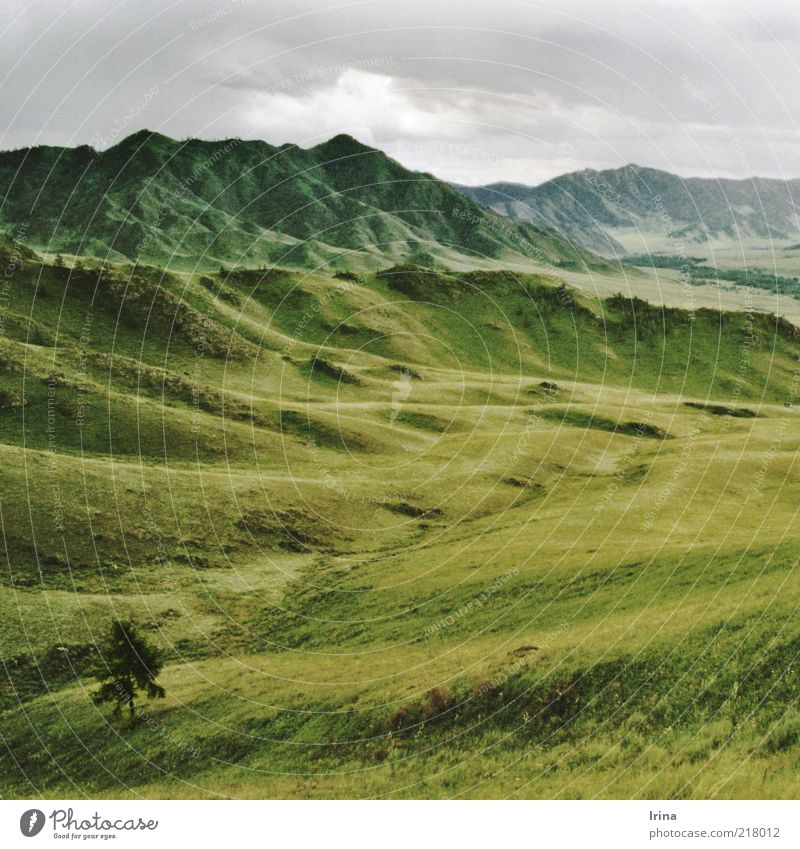 Altai Natur Landschaft Urelemente Himmel Baum Gras Berge u. Gebirge Tal Ongudai Russland Altai Gebirge grün Ferne erhaben Naturliebe abstrakt Grasland Gipfel