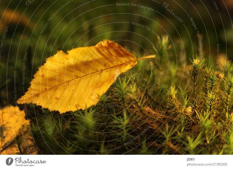 Herbstblatt Natur Tier Schönes Wetter Moos Blatt Wald Freundlichkeit natürlich Wärme weich mehrfarbig gelb grün Herbstlaub Farbfoto Außenaufnahme Nahaufnahme