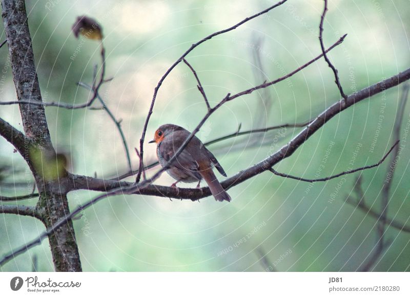 Piepmätzchen Natur Tier Herbst Wald Vogel Tiergesicht Flügel 1 kalt natürlich blau mehrfarbig grün Spatz Farbfoto Gedeckte Farben Außenaufnahme Nahaufnahme