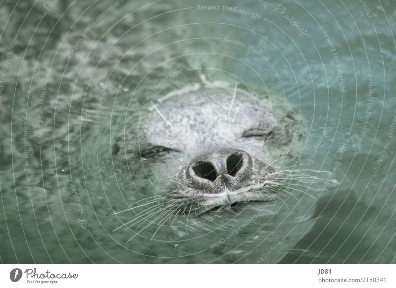 Robbi taucht Tier Wildtier Zoo Aquarium Robben 1 Wasser atmen Schwimmen & Baden Bewegung Erholung tauchen authentisch Glück nass natürlich niedlich positiv blau
