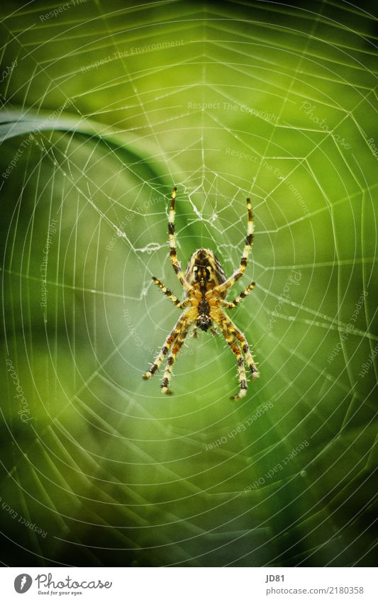 Itzibitzi Spider Natur Frühling Sommer Herbst Garten Tier Spinne 1 beobachten warten gruselig natürlich mehrfarbig gelb grün Ekel Farbfoto Außenaufnahme