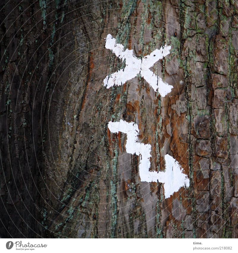 Des Möllner Stadtgeistes Wegeplan Umwelt Natur Pflanze Baum Zeichen Kreuz Pfeil weiß Farbe Baumrinde Haken Farbfoto Gedeckte Farben Detailaufnahme Menschenleer