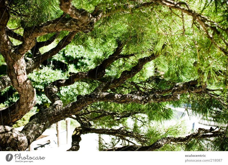 Bonsai in groß Sonnenlicht Sommer Pflanze Baum Asien Japan Kyoto Wachstum Stil Schatten grün Japanisch Japanischer Garten Farbfoto Außenaufnahme Menschenleer