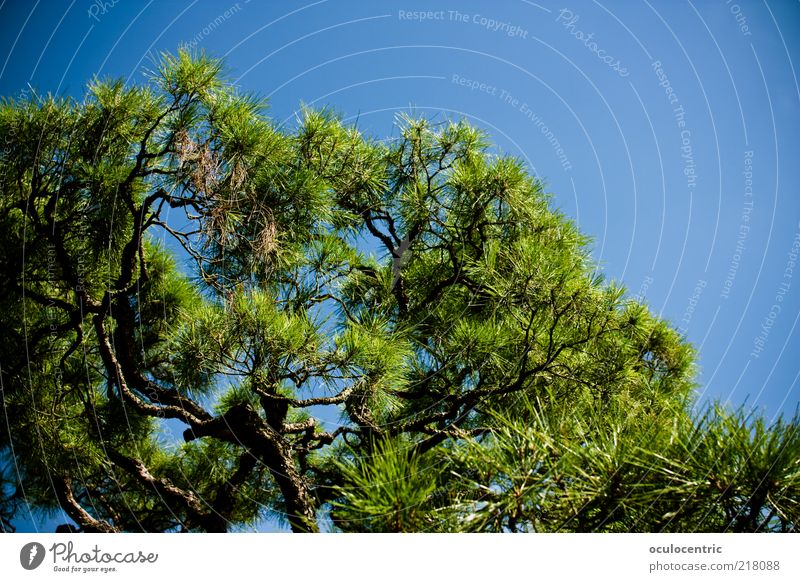 wachsen Natur Pflanze Himmel Wolkenloser Himmel Sommer Baum exotisch Park Asien Japan Kyoto Erholung Wachstum Blauer Himmel Japanischer Garten Vignettierung