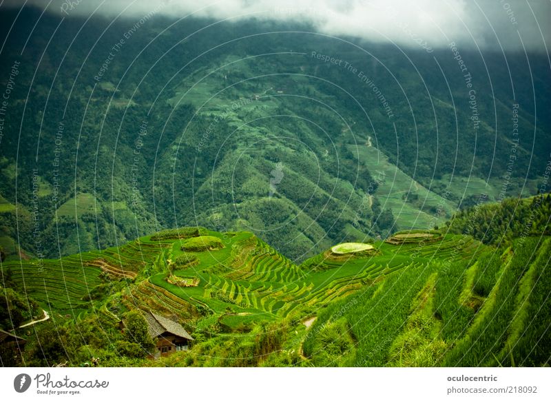 von oben herab Umwelt Natur Landschaft Pflanze Wolken Gewitterwolken schlechtes Wetter Reis Reisefotografie Reisfeld Wachstum authentisch Klischee grün Guilin