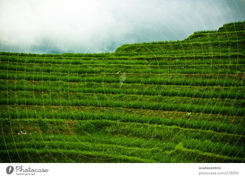 rastlose Reise rauf zum Reis Umwelt Natur Landschaft Pflanze Himmel schlechtes Wetter Reisefotografie Reisfeld Feld alt Wachstum frei kalt grün Tourismus