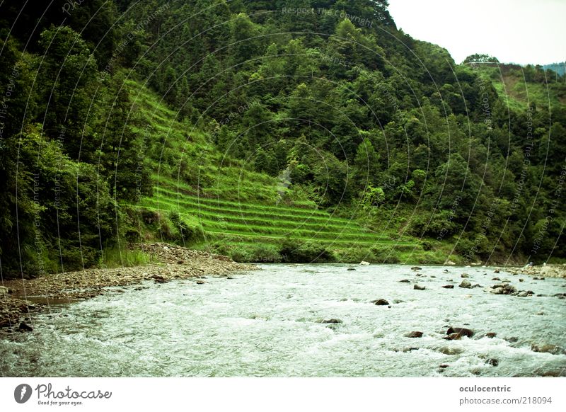 der Berg ruft Umwelt Natur Landschaft Pflanze Wasser Sonnenlicht Sommer Wetter Grünpflanze Nutzpflanze Reis Reisefotografie Bach Guilin China Wald Baum