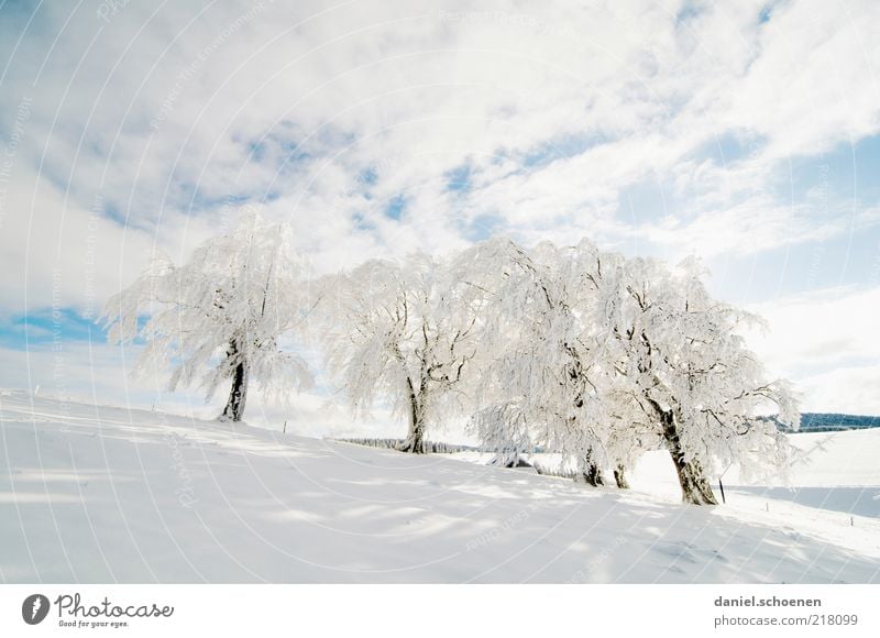 Neuschnee !! Winter Schnee Winterurlaub Klima Wetter Schönes Wetter Eis Frost Baum hell Schwarzwald Schauinsland Raureif blau weiß Textfreiraum oben