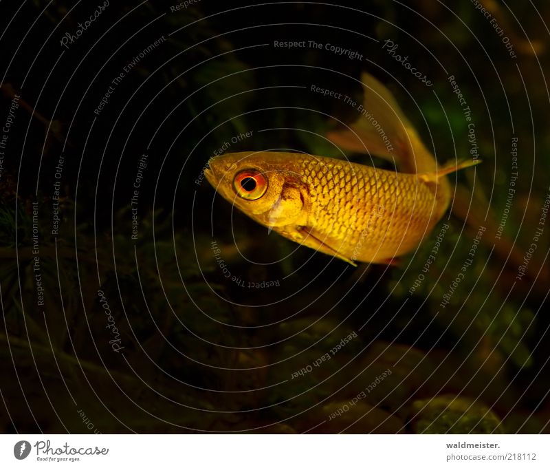 Rotauge Wildtier Fisch Aquarium dunkel dünn gold grün rot schwarz ruhig ästhetisch Natur Farbfoto mehrfarbig Unterwasseraufnahme Schwache Tiefenschärfe